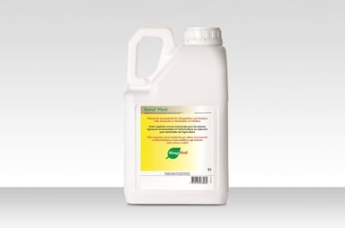 olivenbaum groß kaufen Olivenbaum | kaufen main image 1