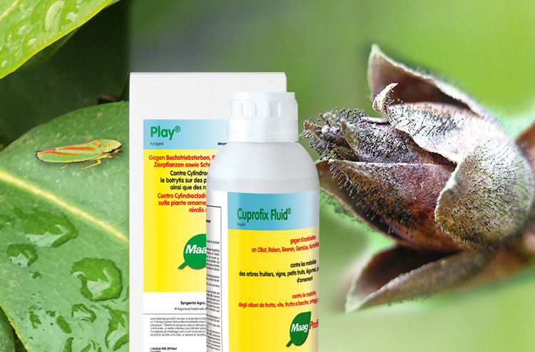 Braune, abgestorbene Knospen bei Rhododendron?  Oktober | Maag Profi