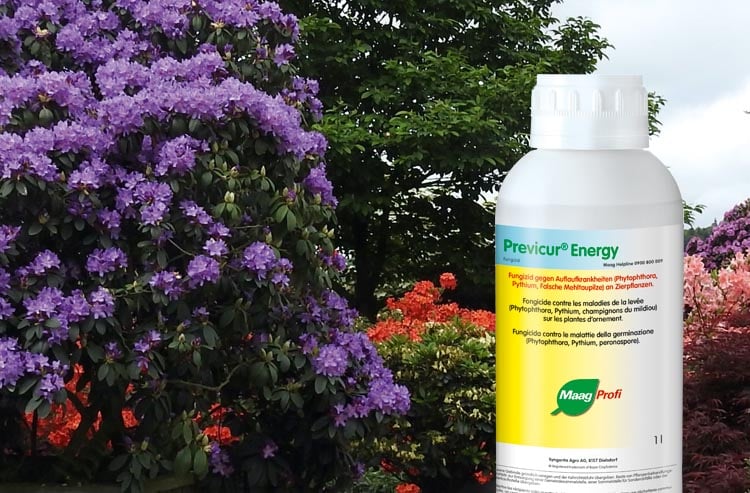 Triebsterben an Rhododendron | Maag Profi