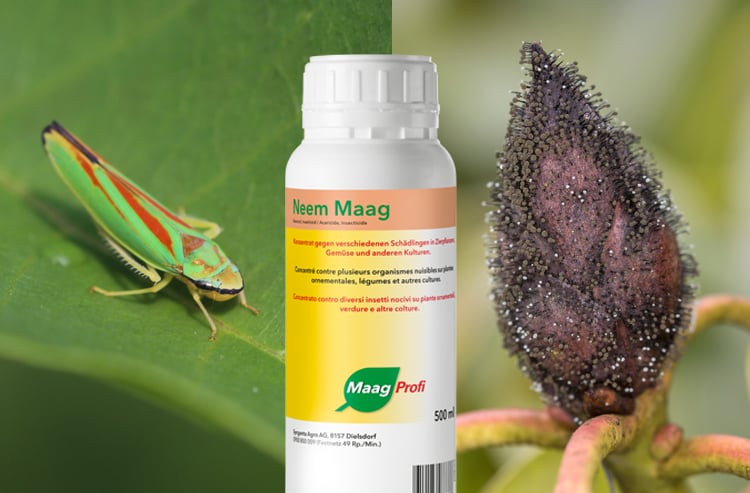 Rhododendronzikade bekmpfen  Knospensterben verhindern | Maag Profi