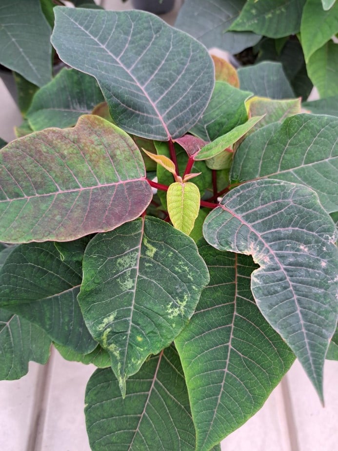 Genol Plant | Maag Profi