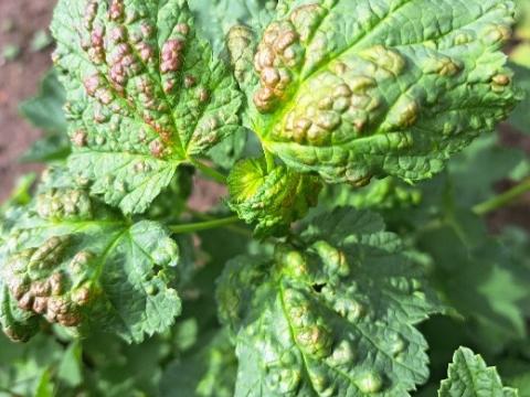 gallmilbenfall_an_johannisbeeren