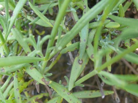 septoria_lavender