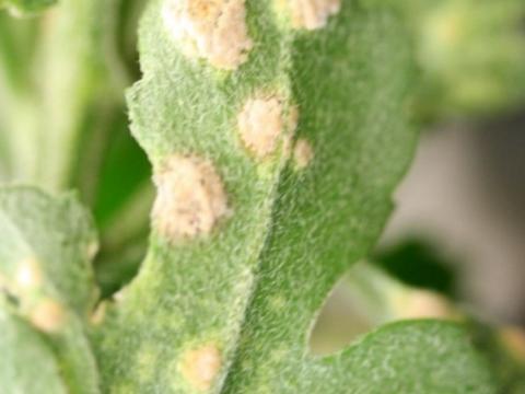 chrysanthemenrost