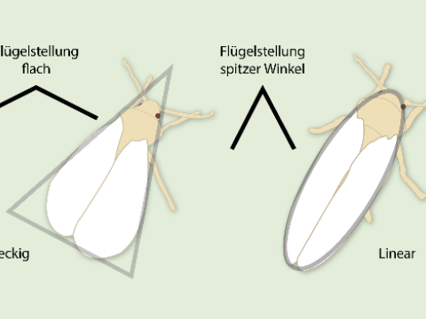 weisse fliege