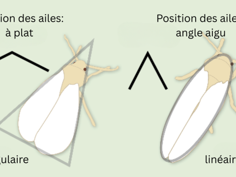 weisse_fliege_fr