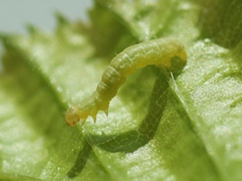 raupe