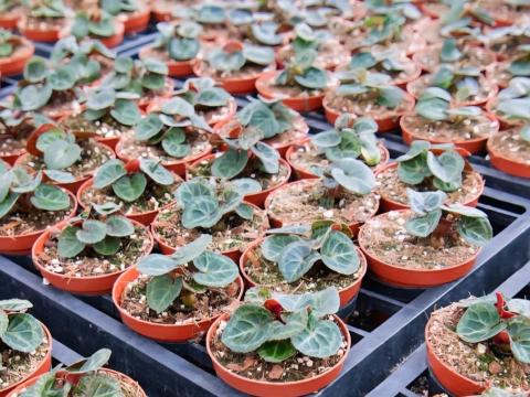 Viele kleine Topfpflanzen mit runden Blättern in einer schwarzen Anzuchtplatte