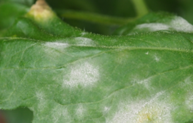Grünes Blatt mit weißem Belag, Nahaufnahme