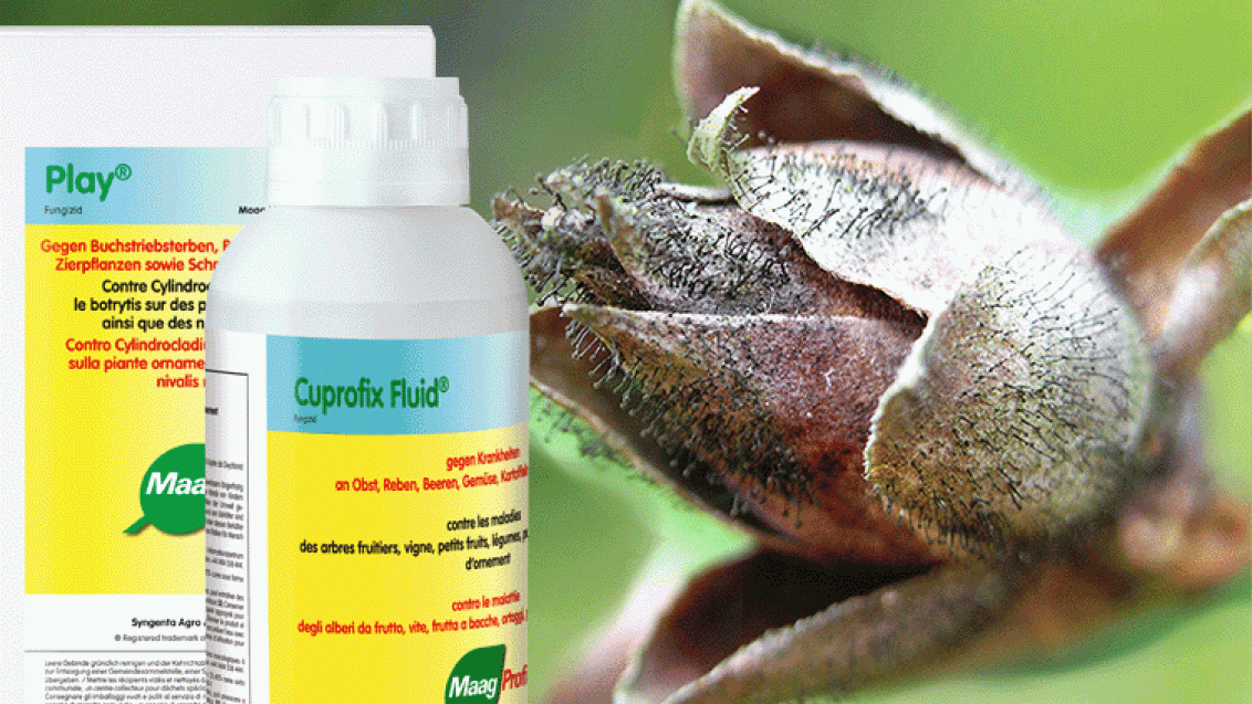 Cuprofix Fluid, Play