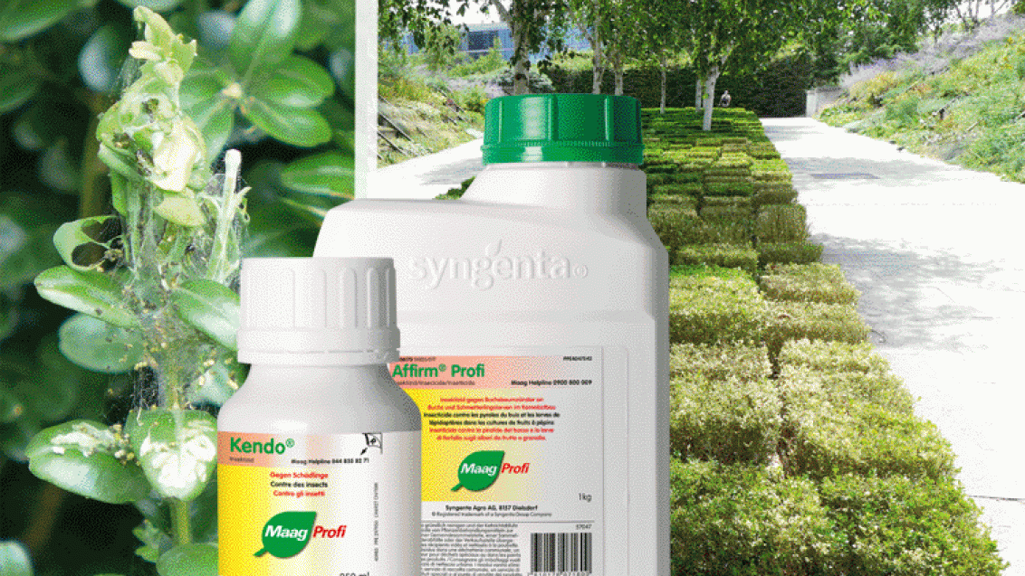Affirm Profi, Kendo