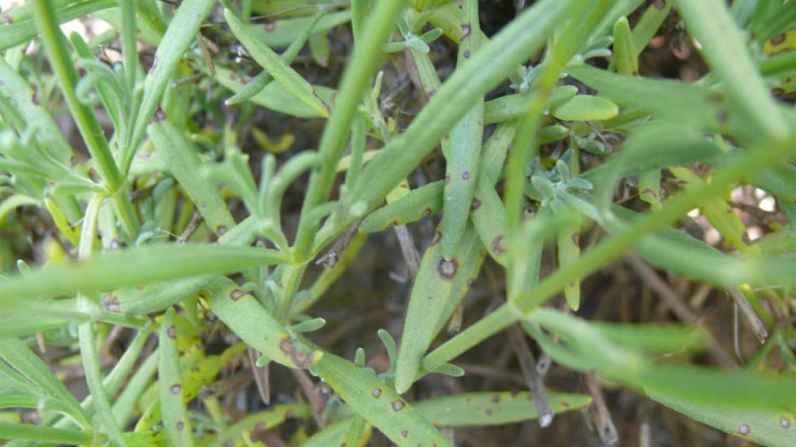 septoria_lavender