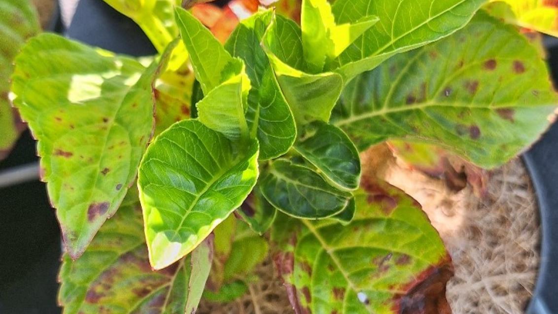 hydrangea