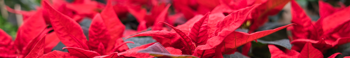 Poinsettien-Kultivierung