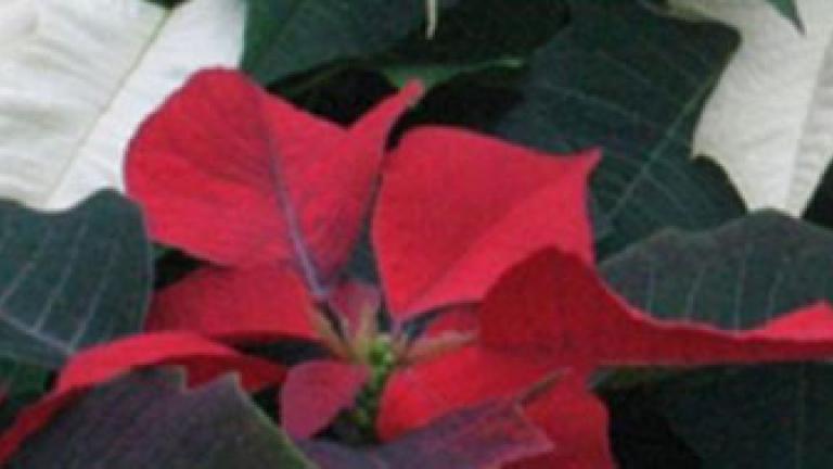 Poinsettien-Kultivierung