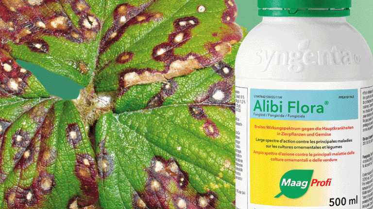 Alibi Flora