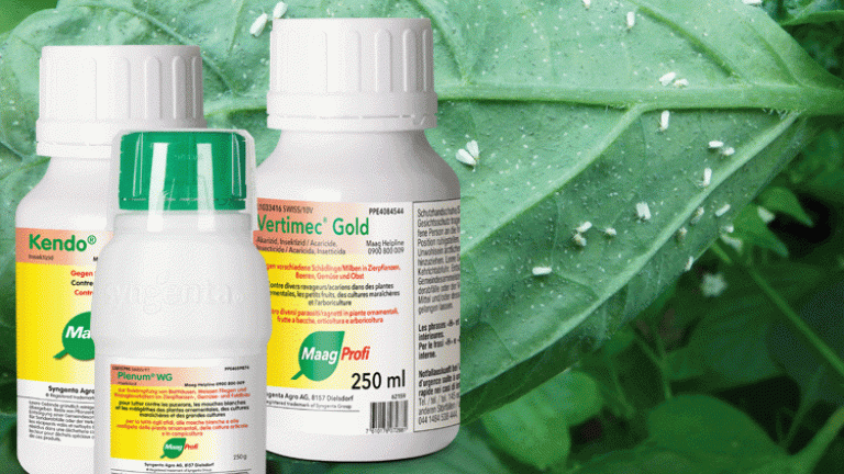 Kendo, Vertimec Gold, Plenum WG
