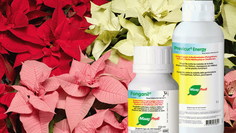 Fonganil, Previcur Energy