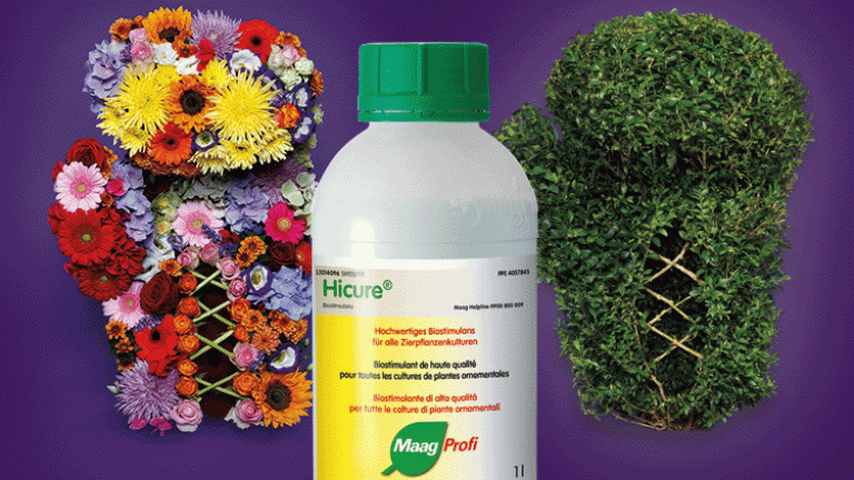 Hicure