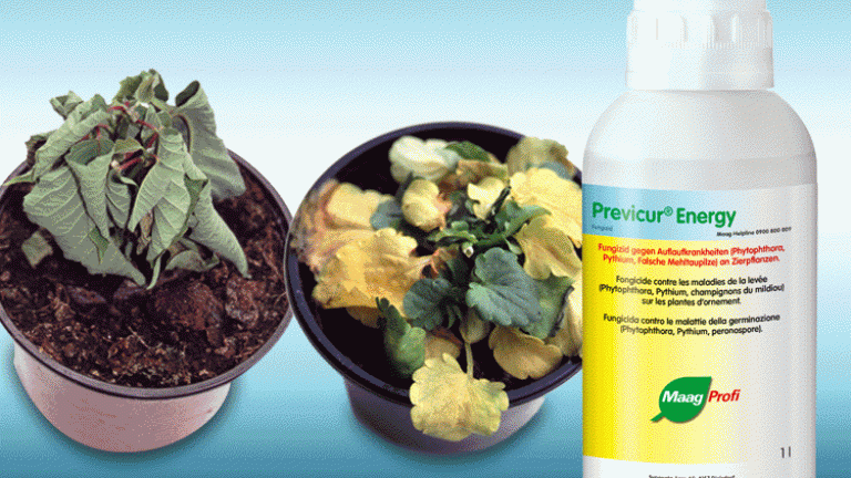 Previcur Energy Pythium