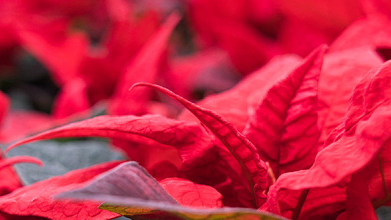 Poinsettien-Kultivierung