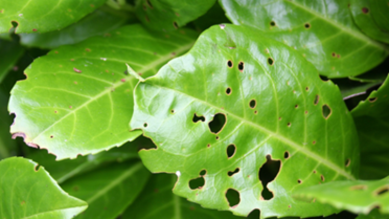 stigmina carpophila