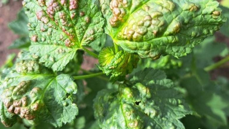 gallmilbenfall_an_johannisbeeren