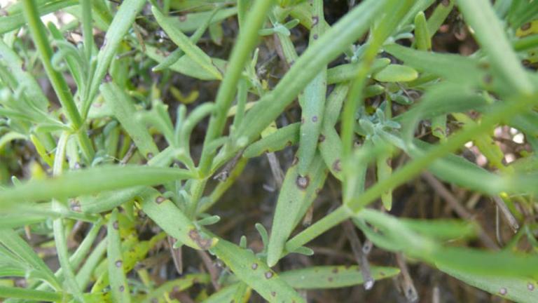 septoria_lavender