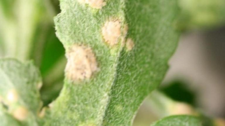 chrysanthemenrost