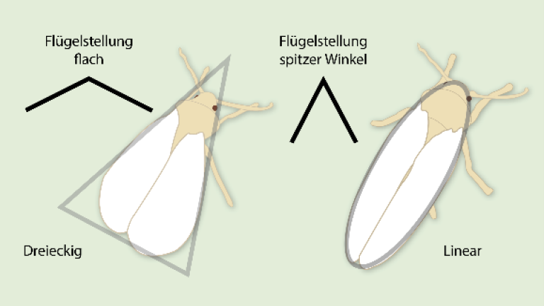 weisse fliege