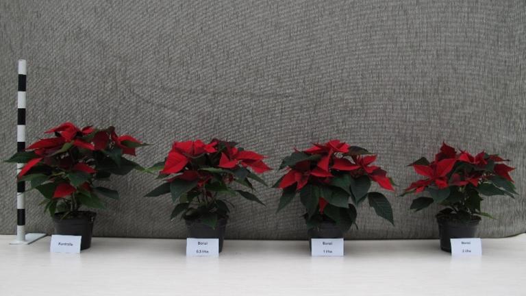 weihnachtssterne
