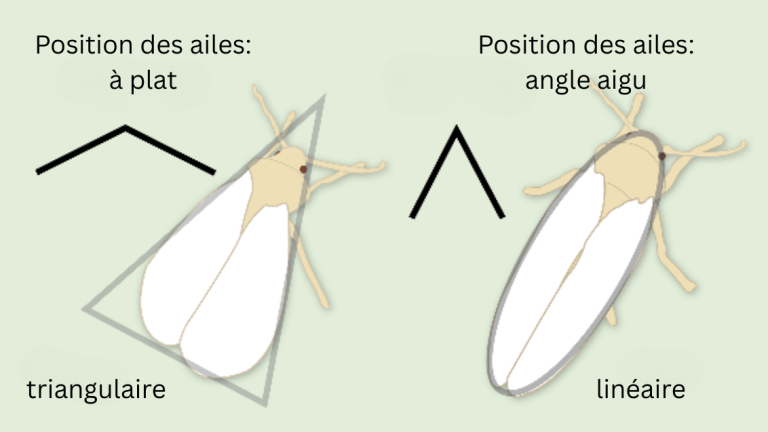 weisse_fliege_fr