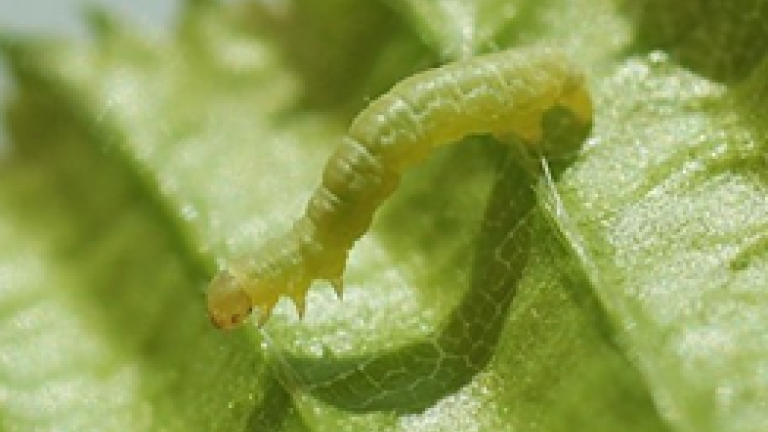 raupe