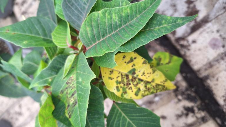 Grüne Blätter mit gelbem, fleckigem Blatt vor grauem Boden