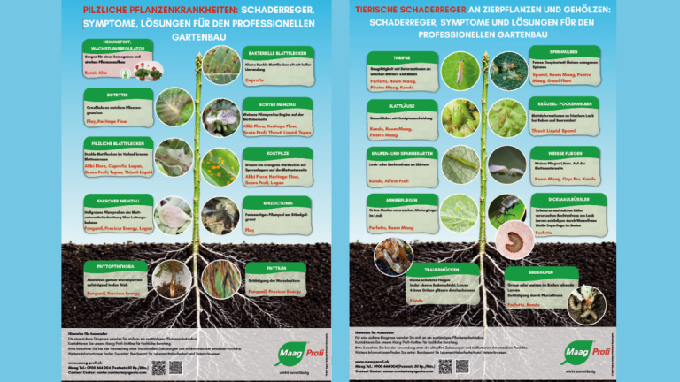 Zwei Infografik-Poster zu Pflanzenwachstum, nebeneinander auf blauem Hintergrund
