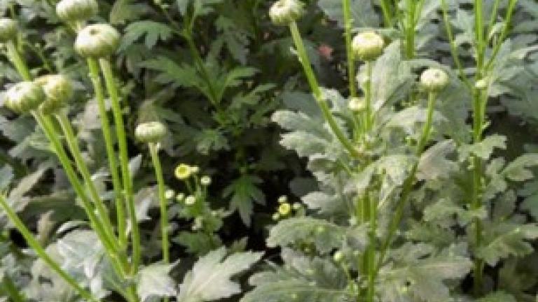 Grüne Pflanze mit kleinen weißen Blütenknospen im Gartenbeet