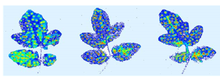 visualisierung_durch_fluoreszenz_kontaktwirkstoff