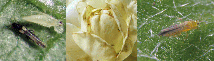 Thrips