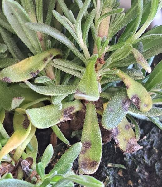 infektion_durch_septoria_lavandulae