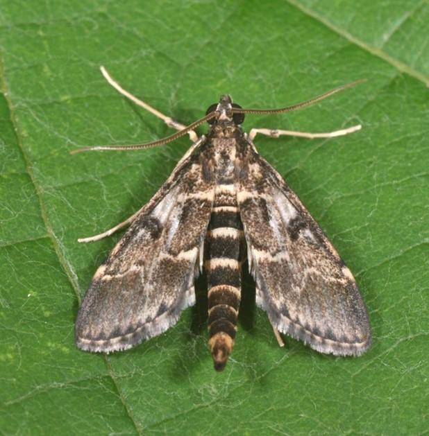 Duponchelia fovealis, Falter