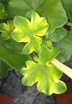 Mn- und N-Mangel an Pelargonien