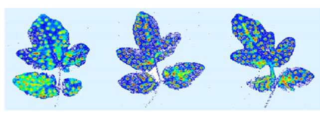 visualisierung_durch_fluoreszenz_kontaktwirkstoff