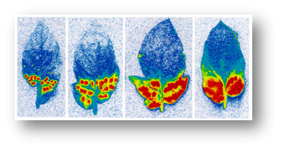 visualisierung_durch_fluoreszenz_translaminarer_wirkstoff