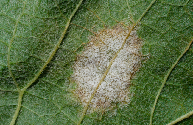 Weißer, pulveriger Fleck auf grünem Blatt in Nahaufnahme.