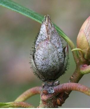 Knospe mit grauem Belag und feinen Härchen am Zweig, Nahaufnahme