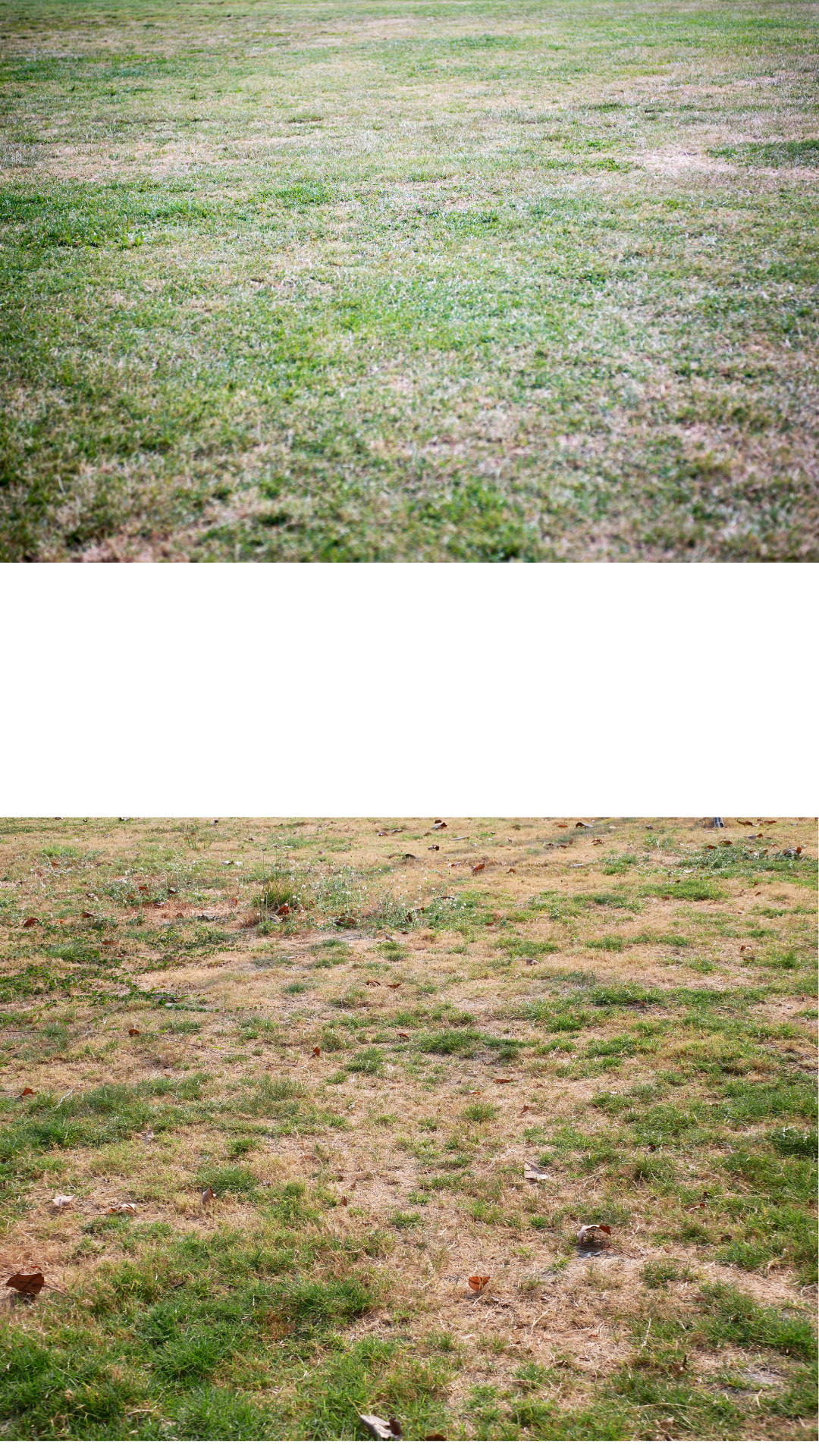 Zwei Fotos: oben grüner Rasen, unten trockene, kahle Grasfläche.