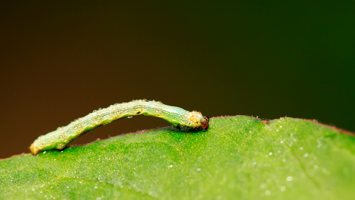 Kleine grüne Raupe auf einem Blatt, dunkler Hintergrund